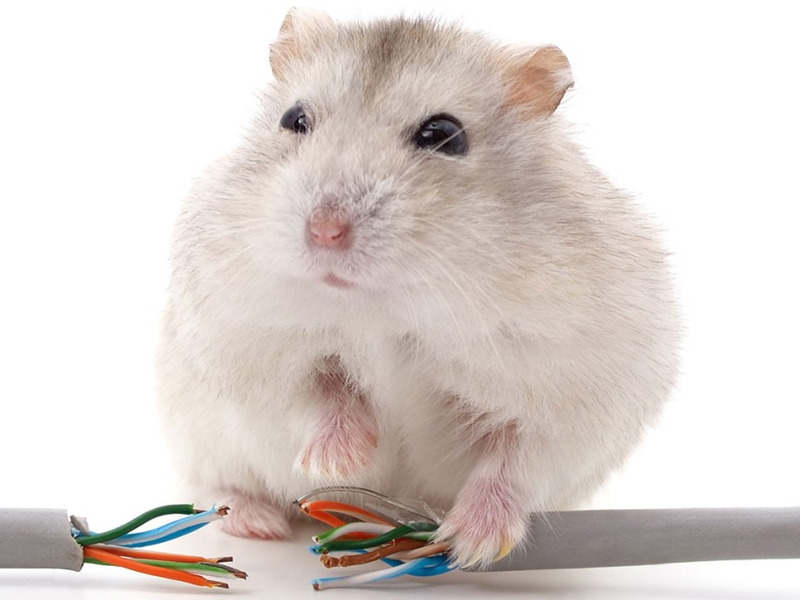 SANS Global Additives